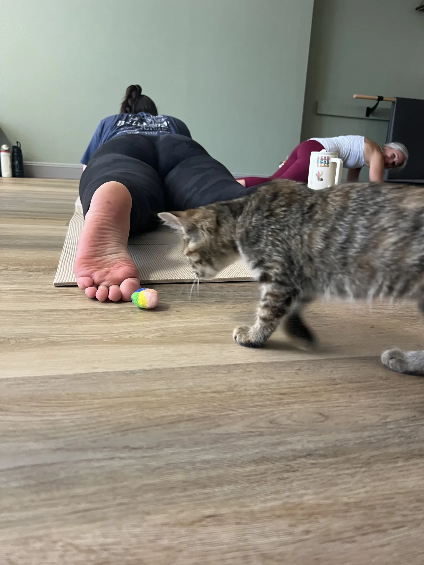 A kitten investigating a mat during kitten yoga.